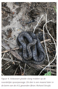 foto van een gladde slang